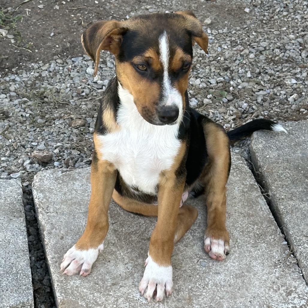 Enlarge Mr. Pickle, a Adoptable Mixed Breed in Bentonville, AR image 2/5