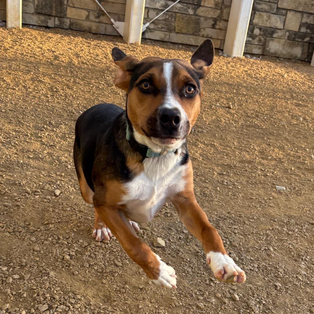 Enlarge Mr. Pickle, a Adoptable Mixed Breed in Bentonville, AR image 3/5