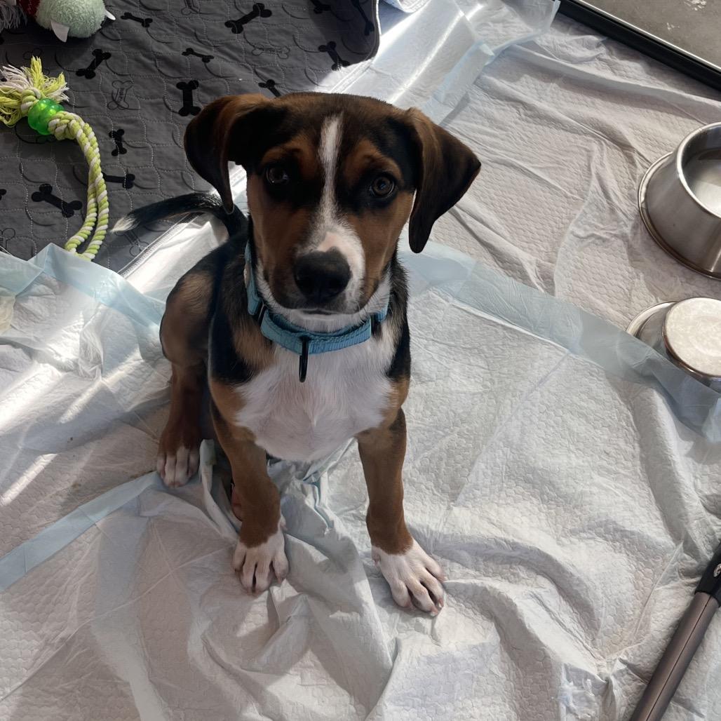 Enlarge Mr. Pickle, a Adoptable Mixed Breed in Bentonville, AR image 4/5