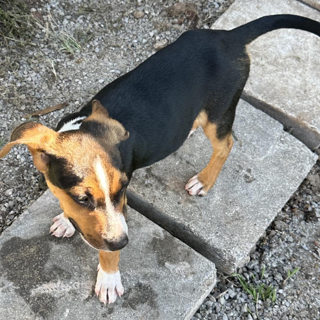 Enlarge Mr. Pickle, a Adoptable Mixed Breed in Bentonville, AR image 5/5