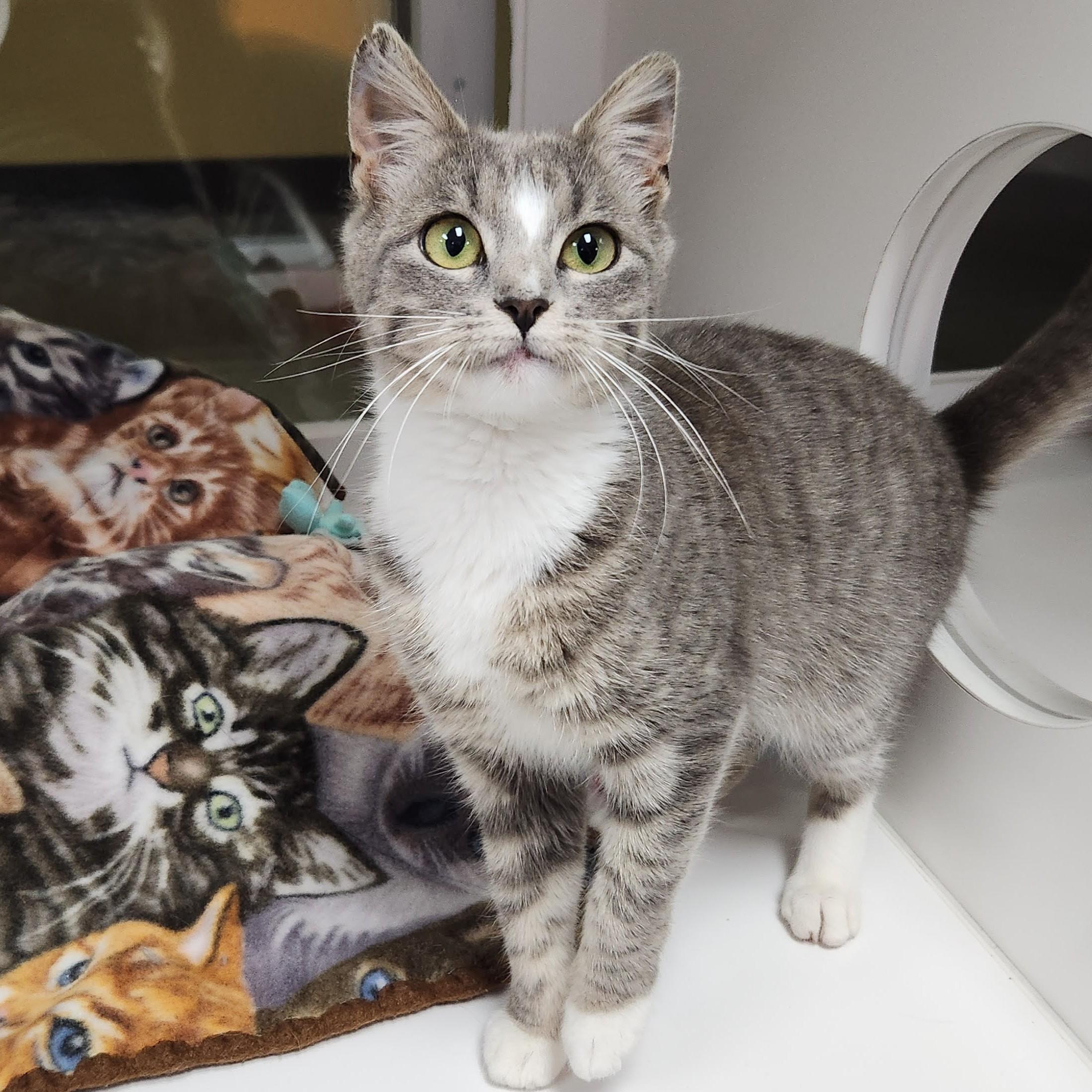 Enlarge Tempest, a ADOPTABLE Domestic Short Hair in Marshfield, WI image 3/4