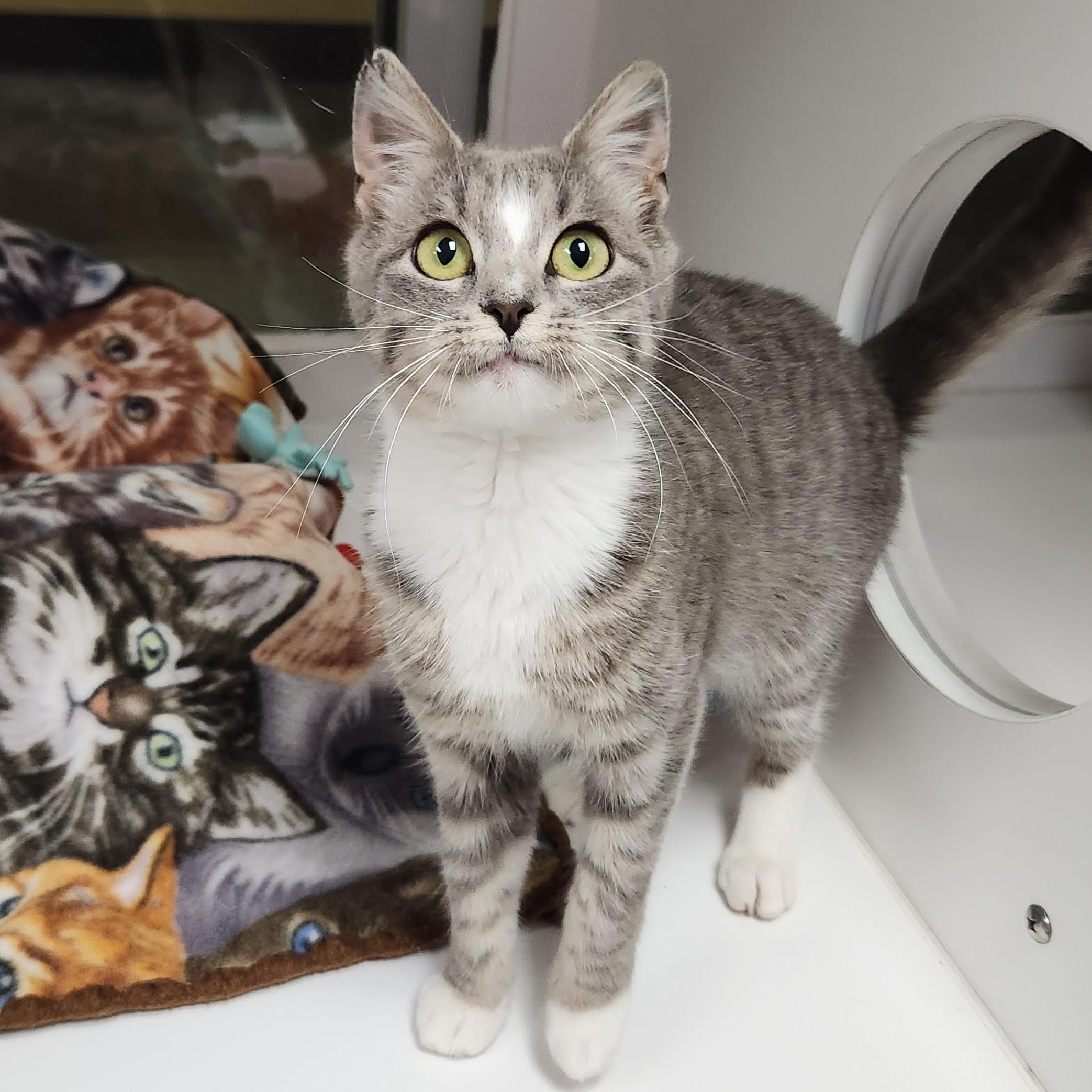 Enlarge Tempest, a ADOPTABLE Domestic Short Hair in Marshfield, WI image 1/4
