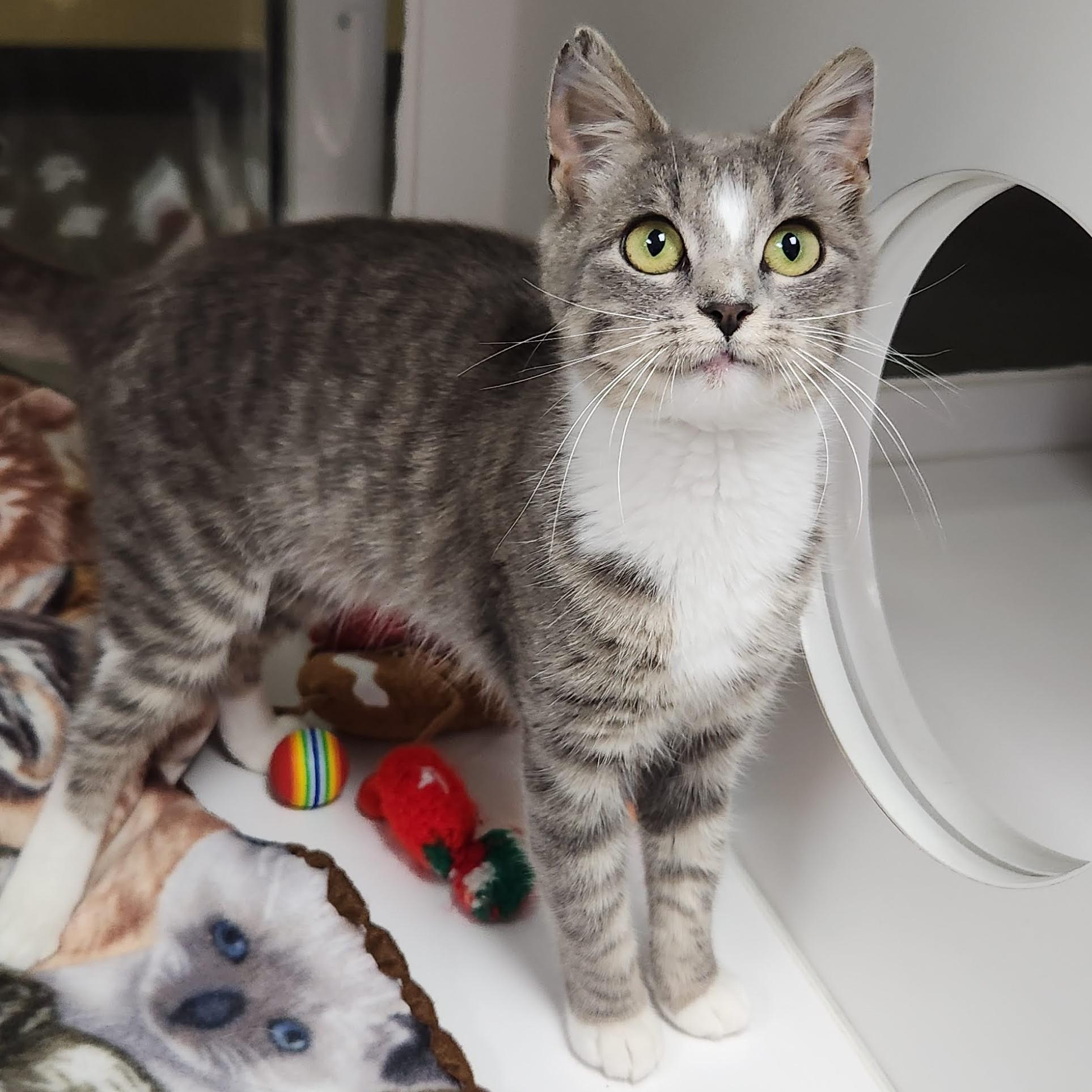 Enlarge Tempest, a ADOPTABLE Domestic Short Hair in Marshfield, WI image 2/4