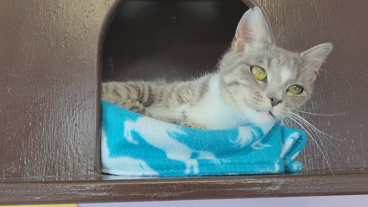 Enlarge Tempest, a ADOPTABLE Domestic Short Hair in Marshfield, WI video 4/4