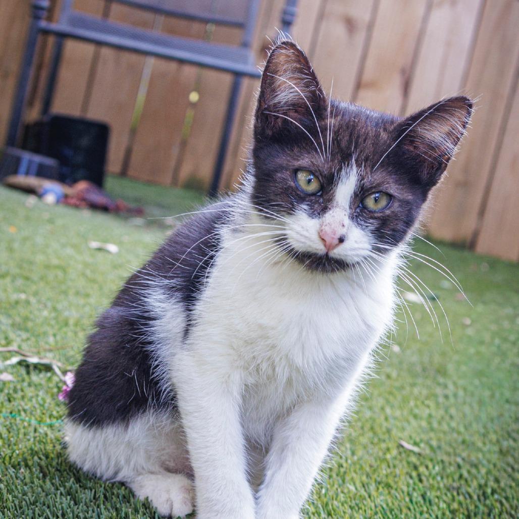 Orca, ADOPTABLE, Young Female Domestic Short Hair.