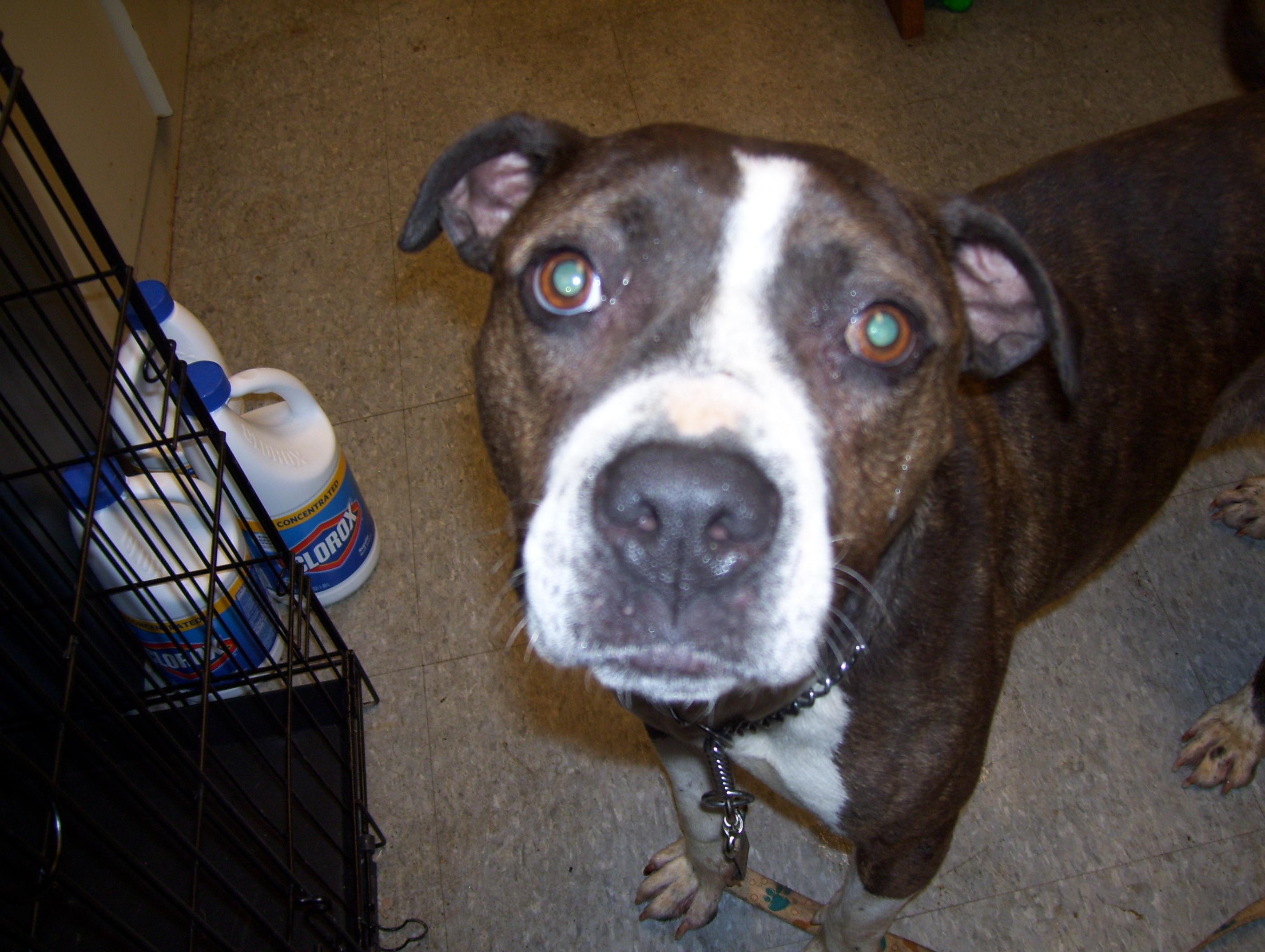 Jewell, a Adopted mixed breed in Paris, IL image 1/2