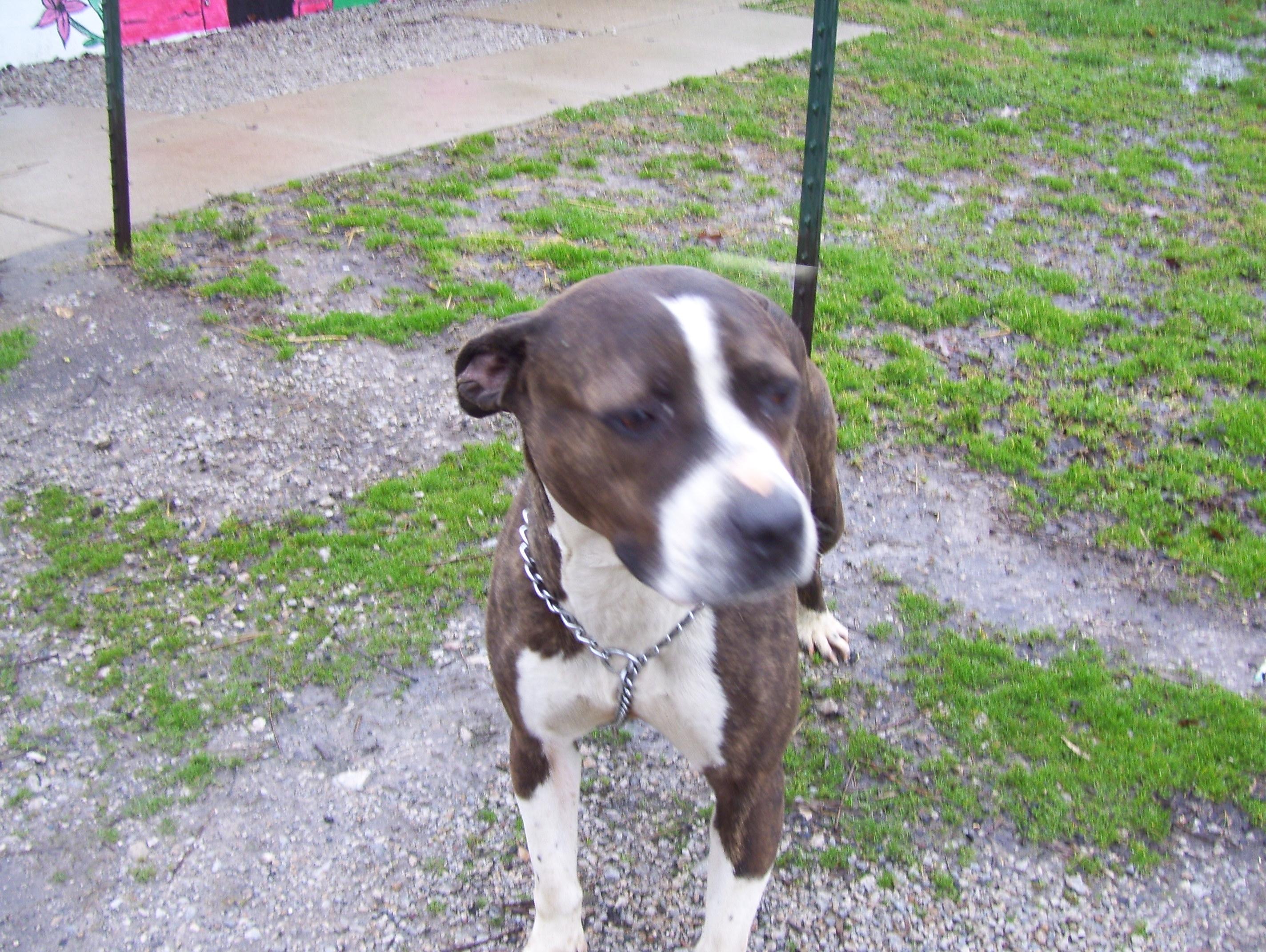 Jewell, a Adopted mixed breed in Paris, IL image 2/2