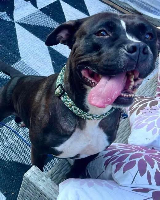 Enlarge Lady, a ADOPTABLE Pit Bull Terrier in Grand Haven, MI image 2/6