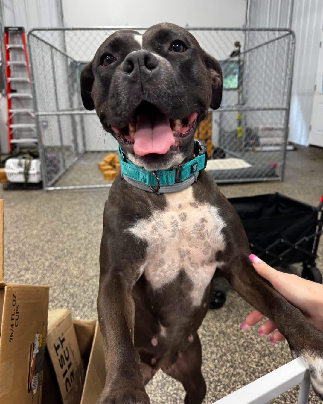 Lady, ADOPTABLE, Adult Female Pit Bull Terrier.