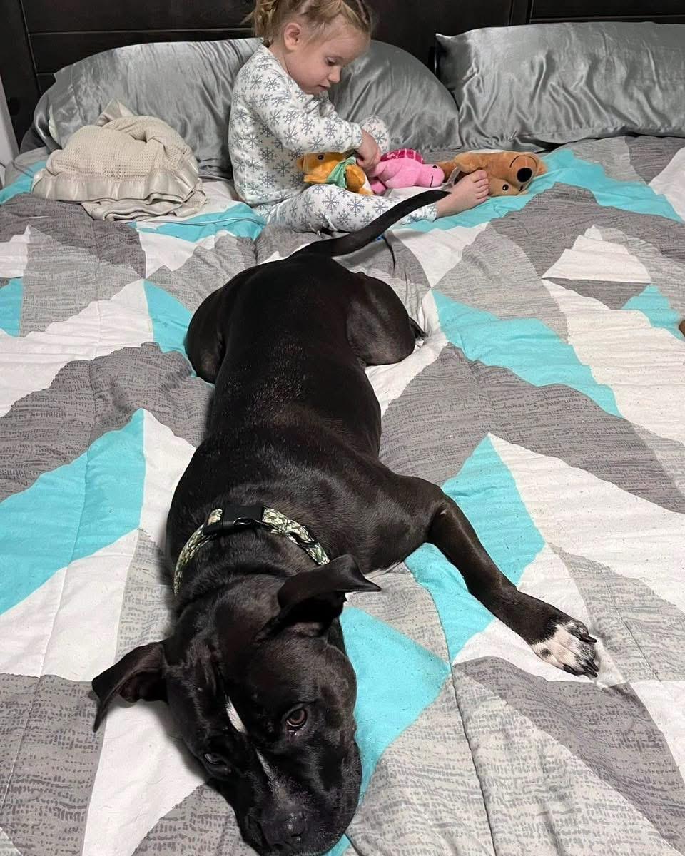 Enlarge Lady, a ADOPTABLE Pit Bull Terrier in Grand Haven, MI image 5/6