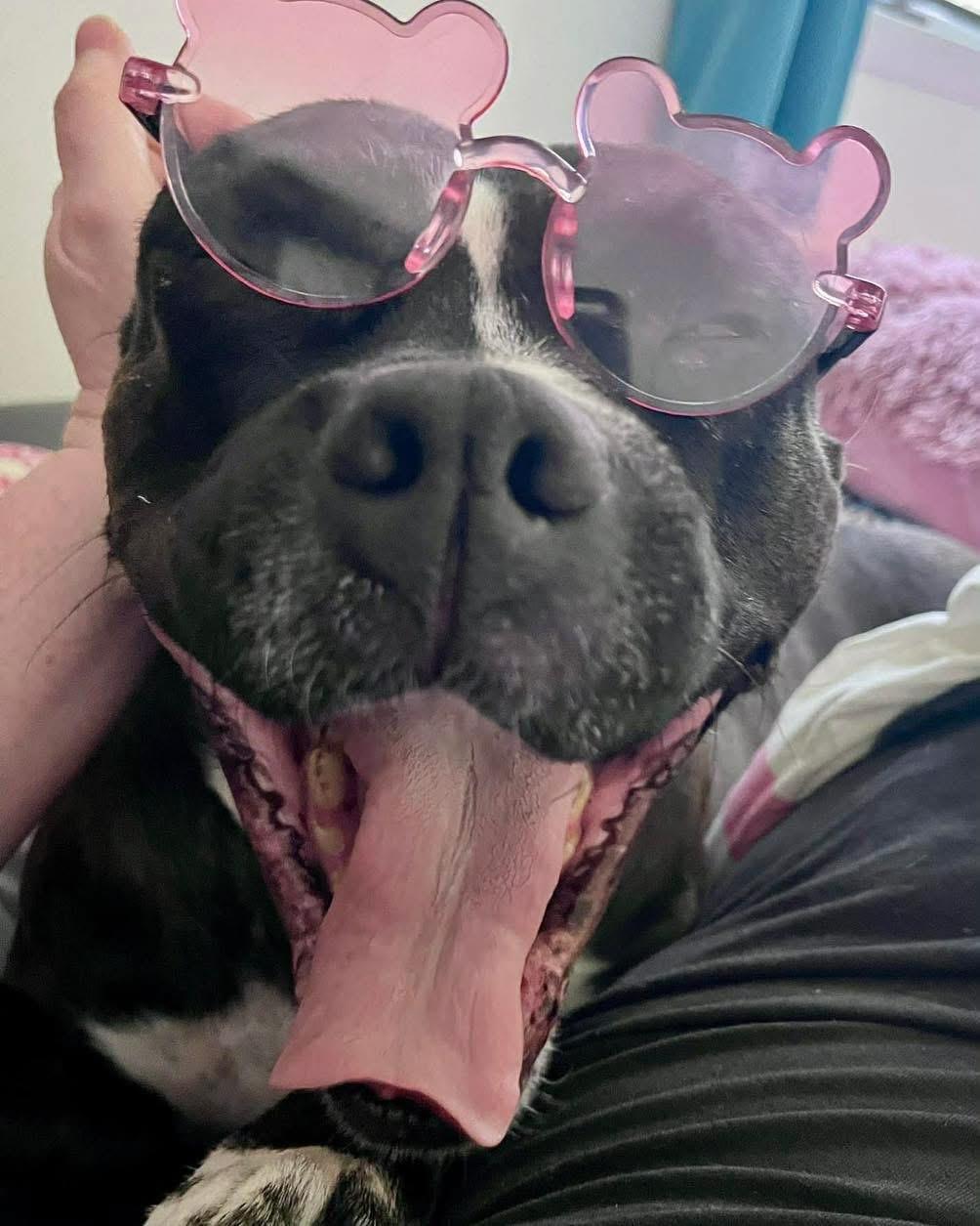 Enlarge Lady, a ADOPTABLE Pit Bull Terrier in Grand Haven, MI image 3/6