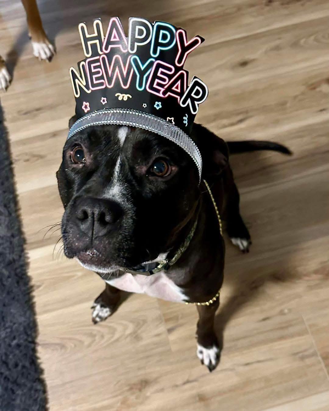 Enlarge Lady, a ADOPTABLE Pit Bull Terrier in Grand Haven, MI image 6/6