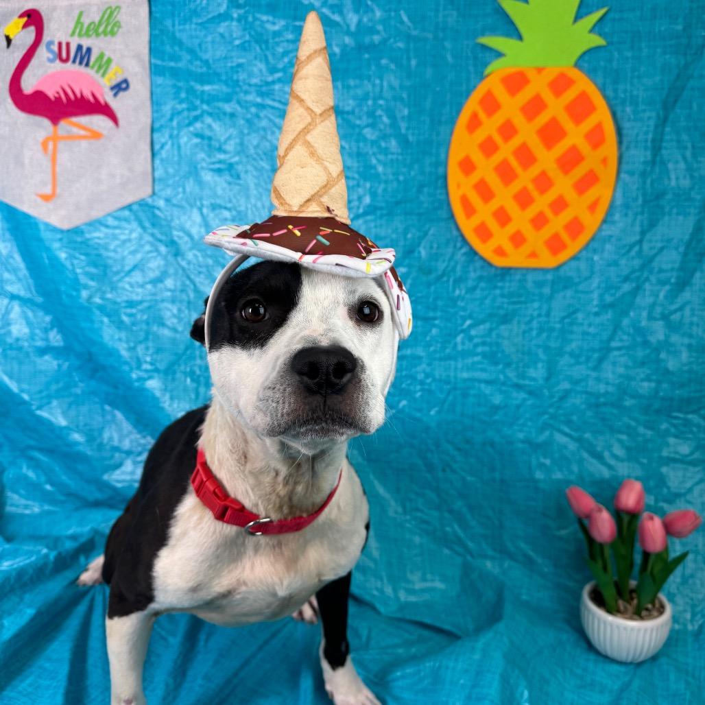 Domino, Adoptable, Young Male Pit Bull Terrier & Mixed Breed.