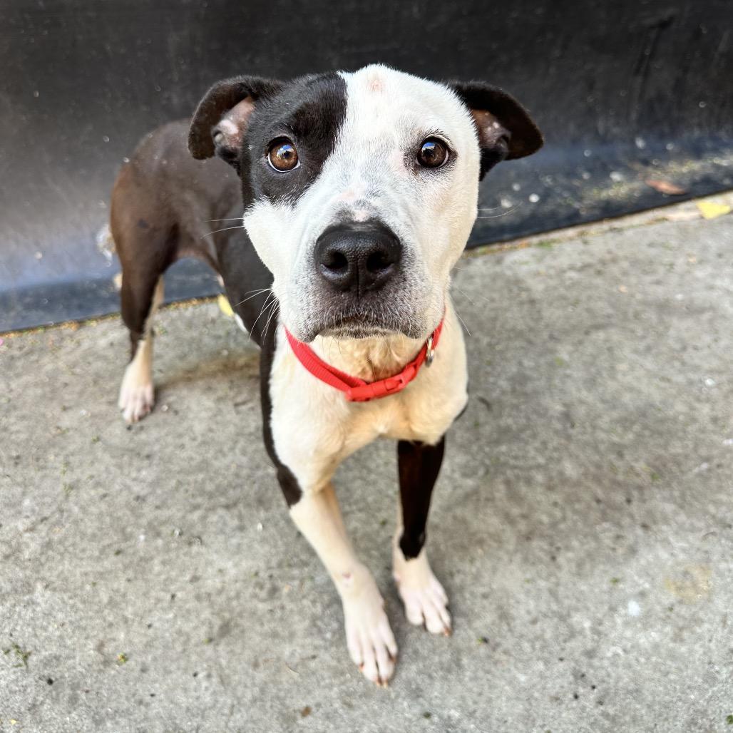 Enlarge Domino, a Adoptable mixed breed in Fresno, CA image 2/4