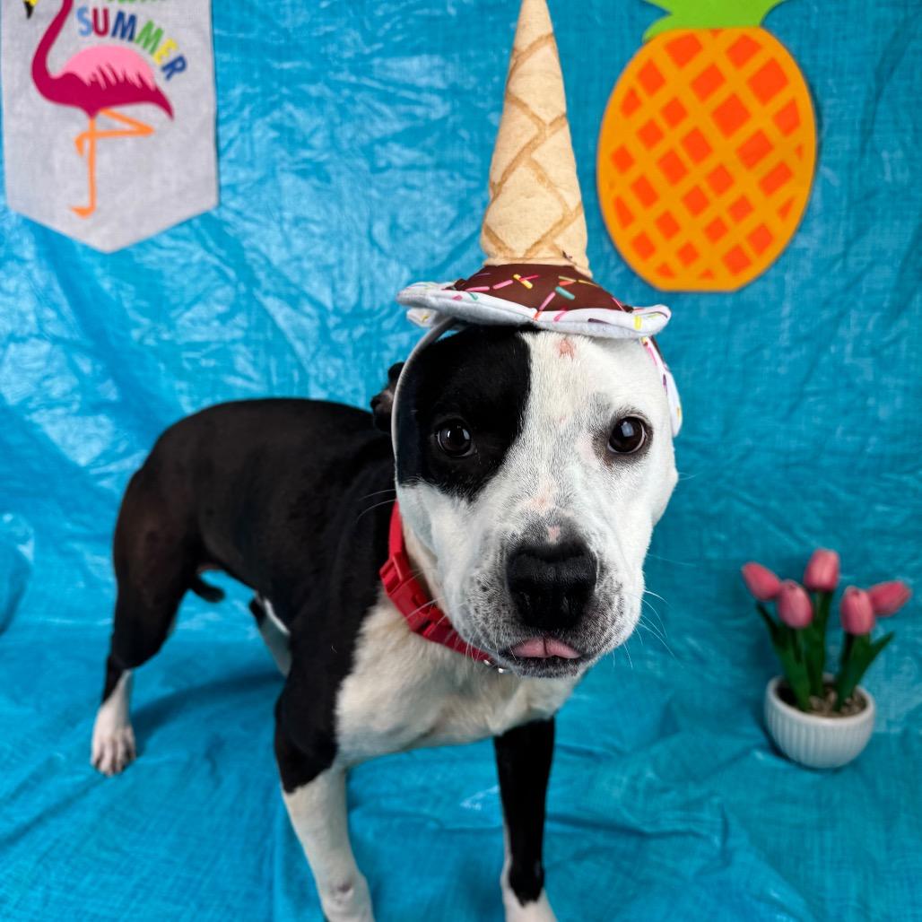 Enlarge Domino, a Adoptable mixed breed in Fresno, CA image 3/4