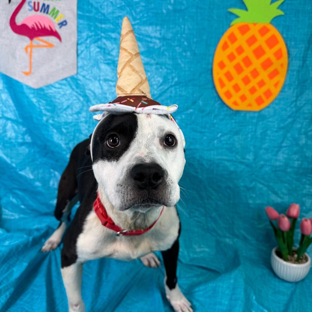 Enlarge Domino, a Adoptable mixed breed in Fresno, CA image 4/4