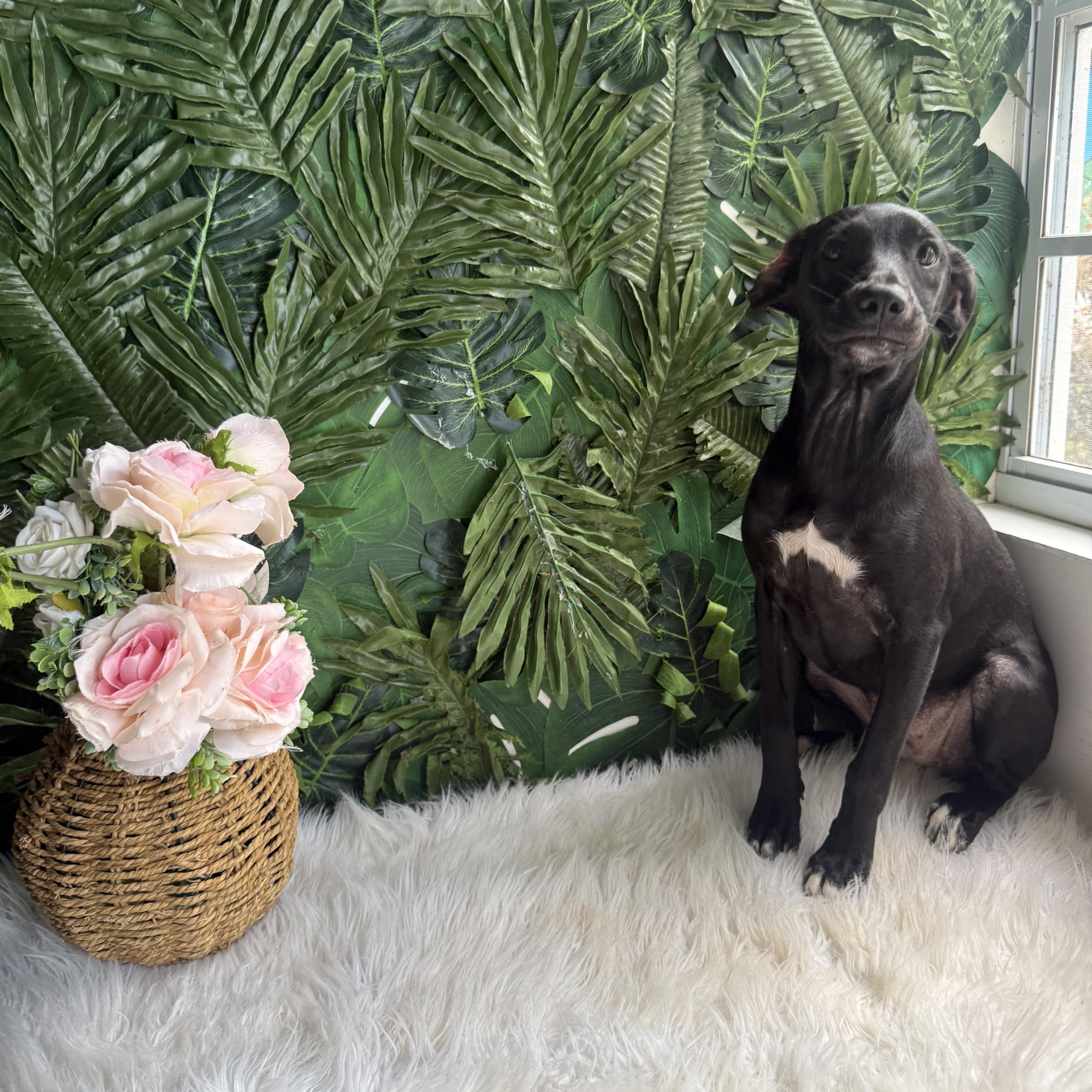 Georgie, adopted, Puppy Female Mixed Breed.
