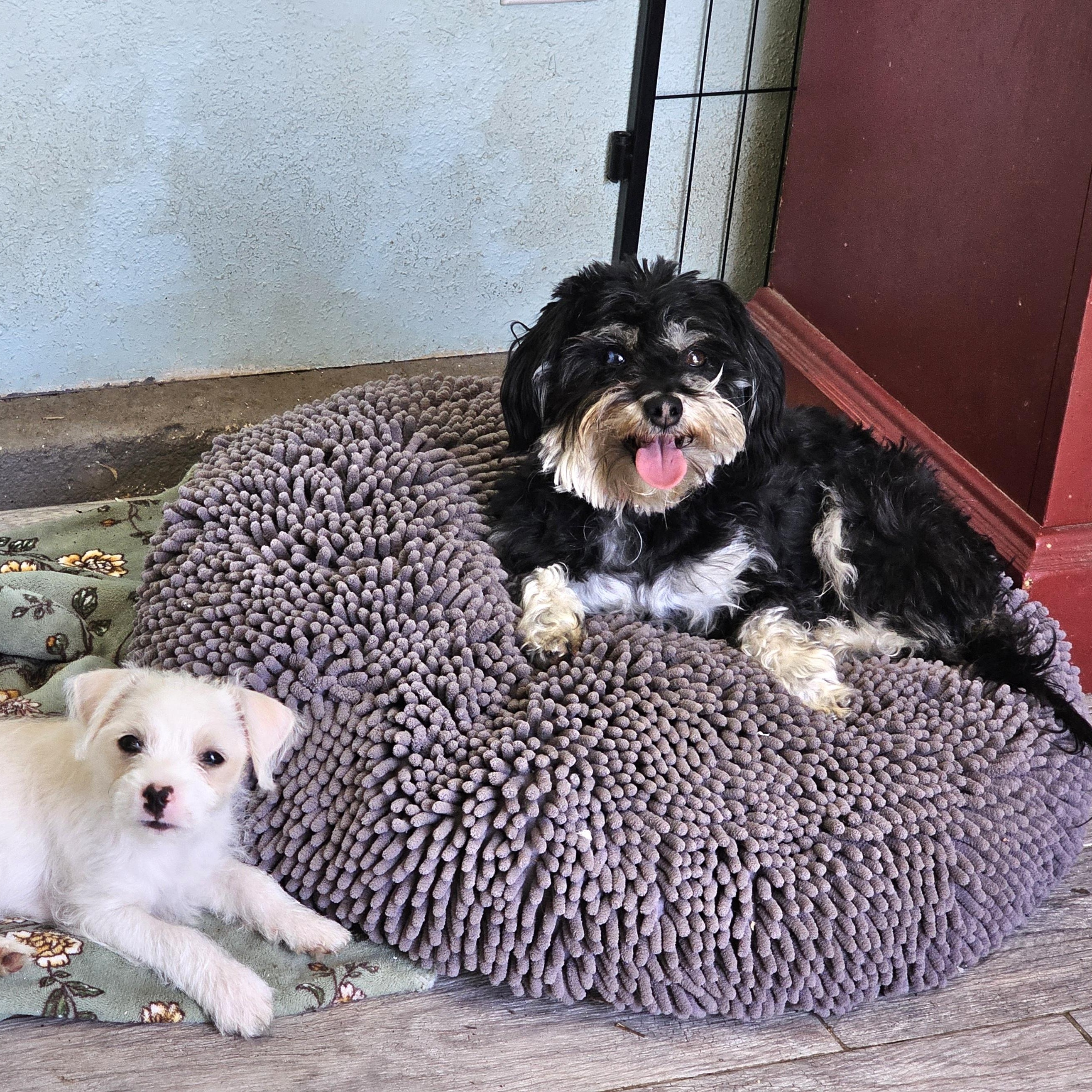 Enlarge Princesa, a ADOPTABLE mixed breed in Salinas, CA image 3/5