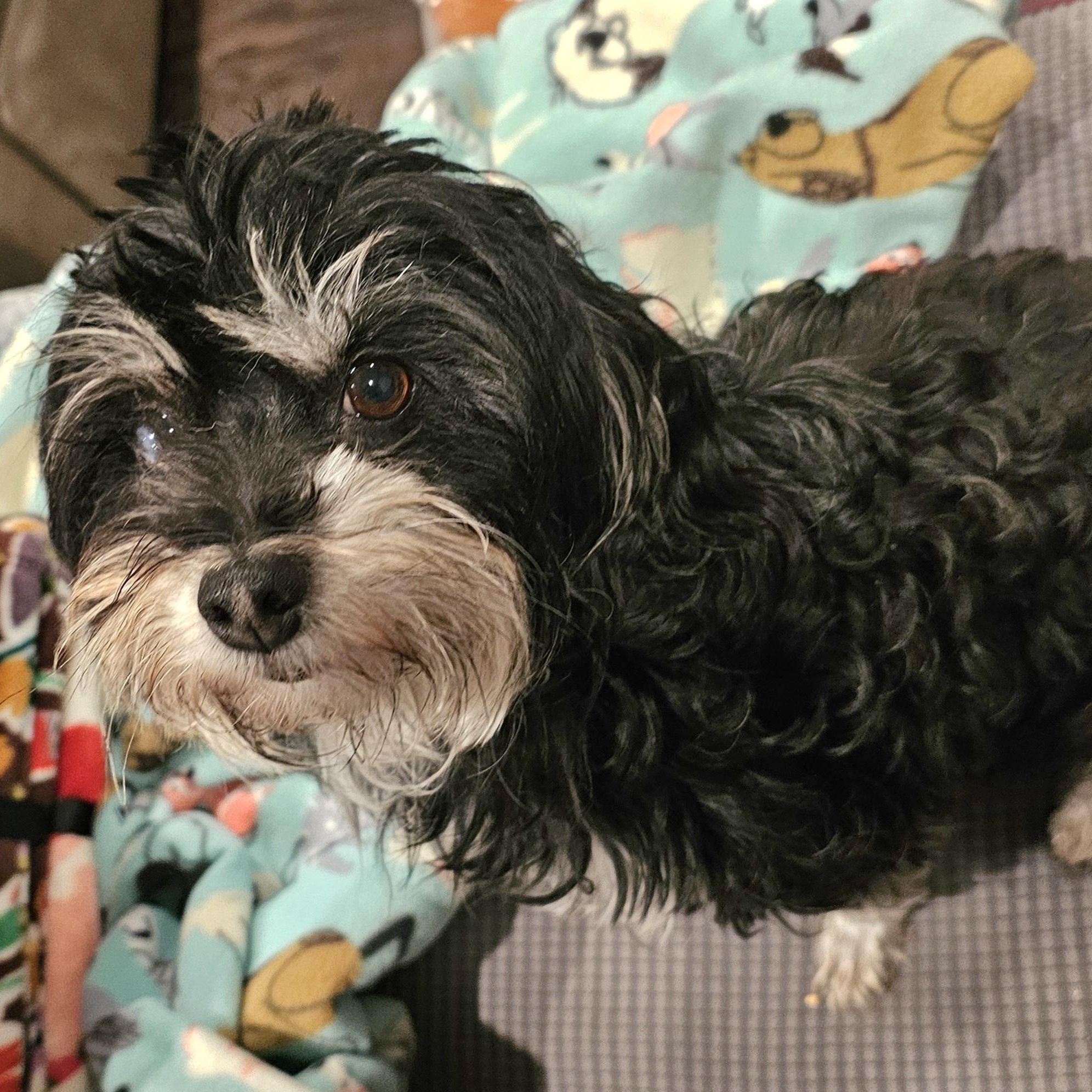 Enlarge Princesa, a ADOPTABLE mixed breed in Salinas, CA image 1/1