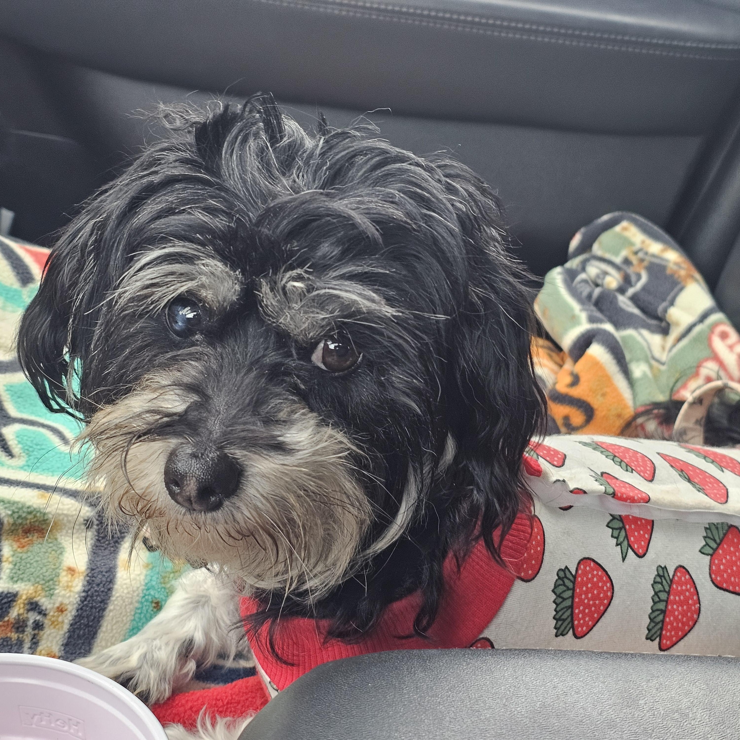 Enlarge Princesa, a ADOPTABLE mixed breed in Salinas, CA image 5/5