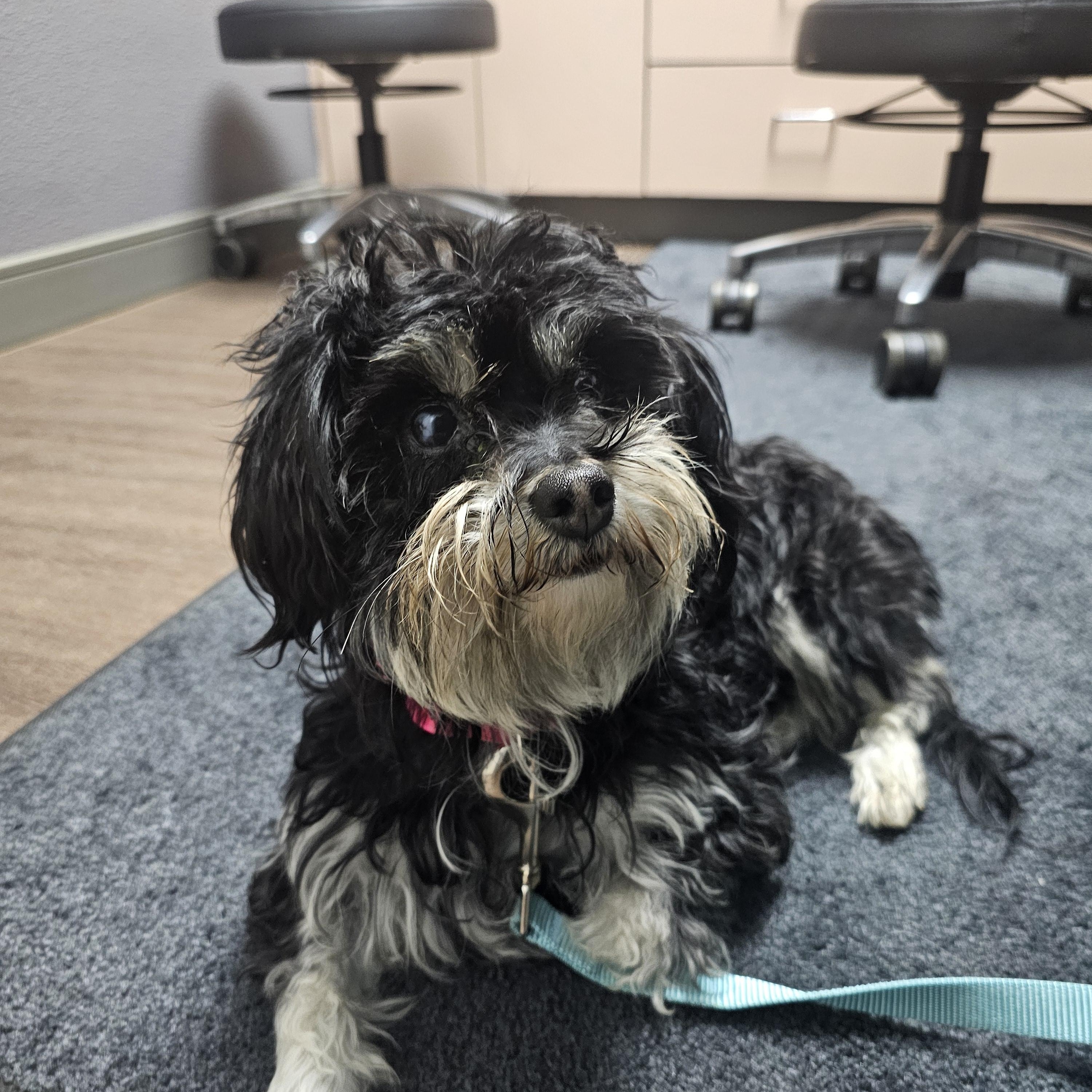 Enlarge Princesa, a ADOPTABLE mixed breed in Salinas, CA image 4/5