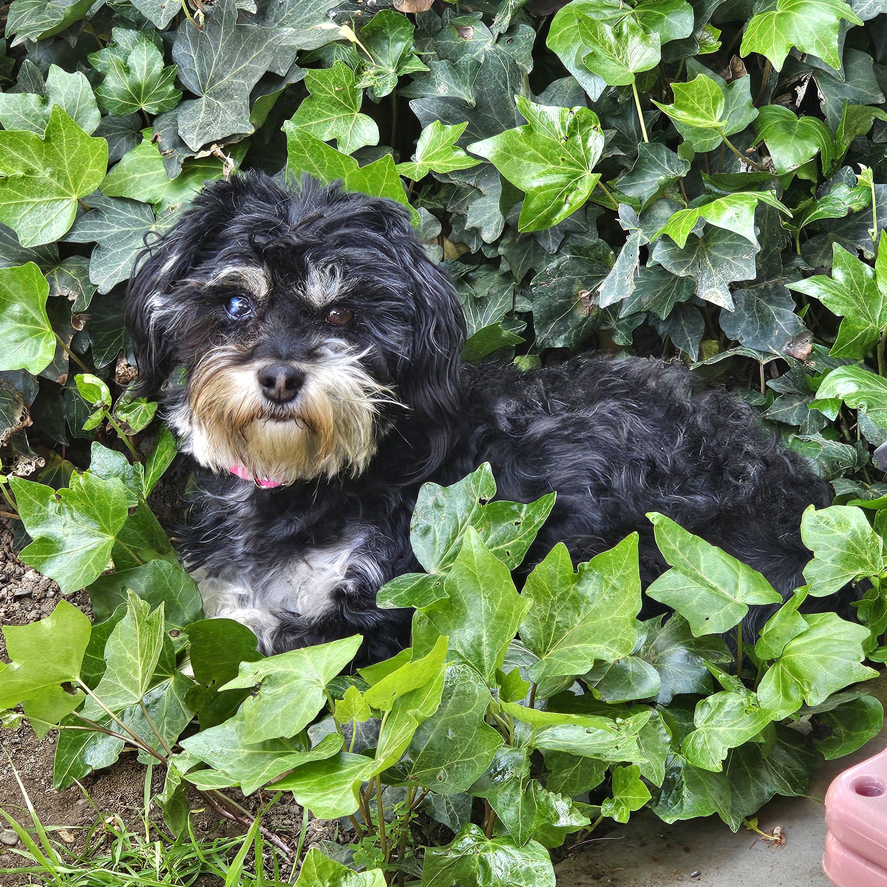 Enlarge Princesa, a ADOPTABLE mixed breed in Salinas, CA image 1/5