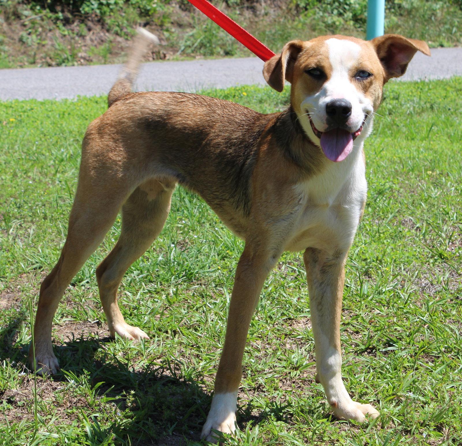 Reggie 43547, a Adoptable Shepherd in Prattville, AL image 1/3