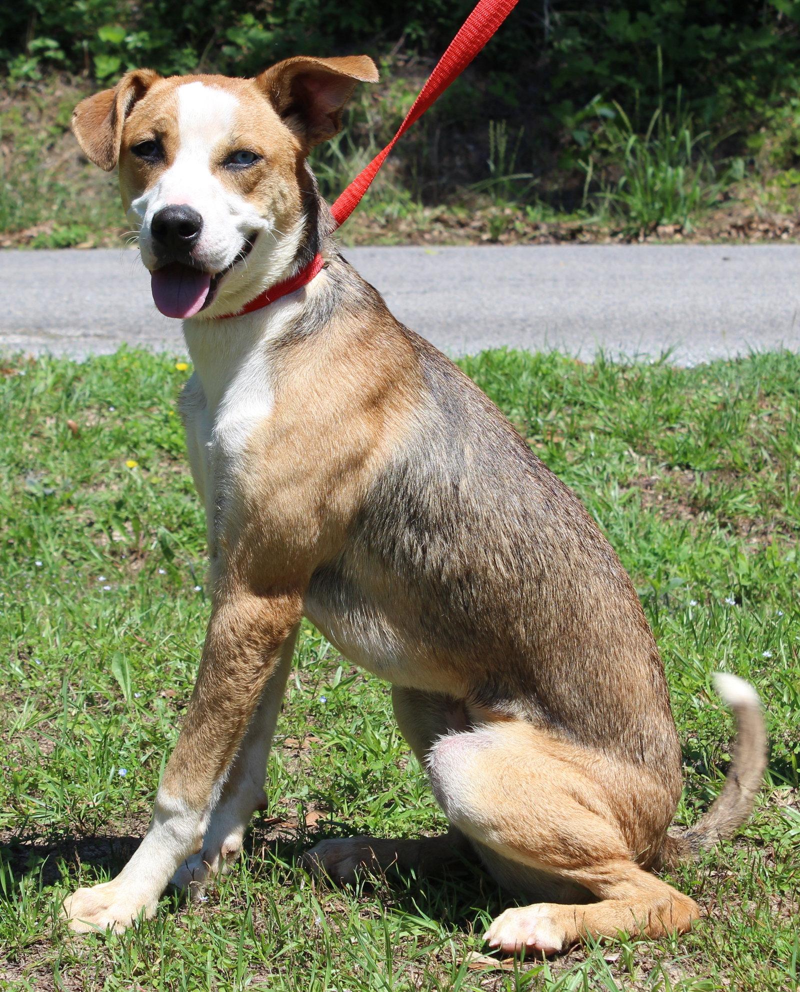 Reggie 43547, a Adoptable Shepherd in Prattville, AL image 2/3