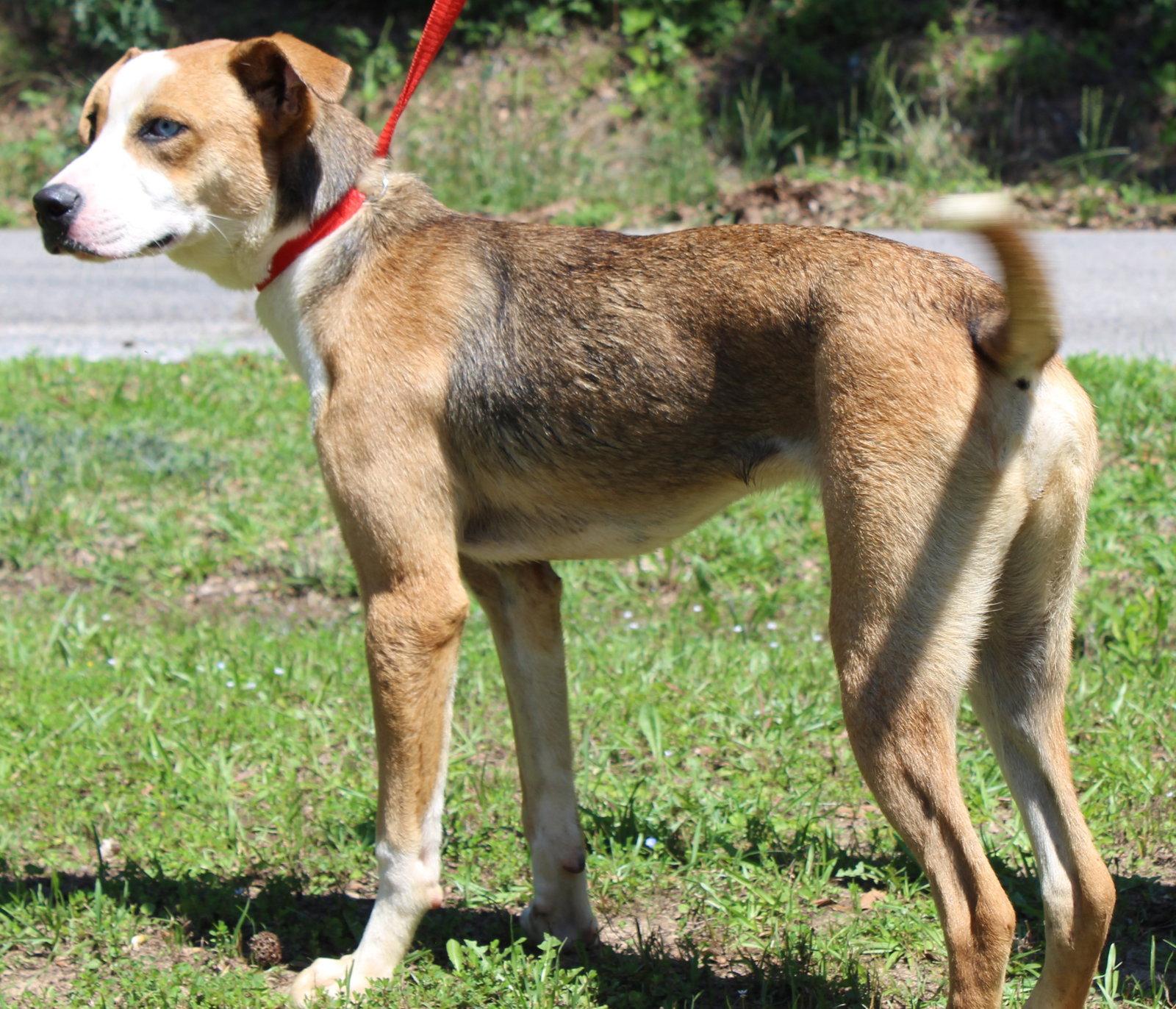 Reggie 43547, a Adoptable Shepherd in Prattville, AL image 3/3