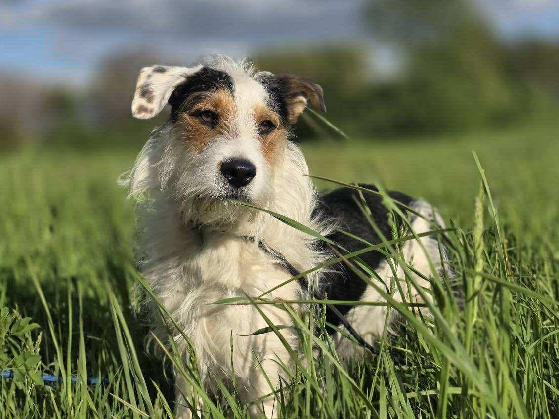 Finn, ADOPTABLE, Young Male Wire Fox Terrier.