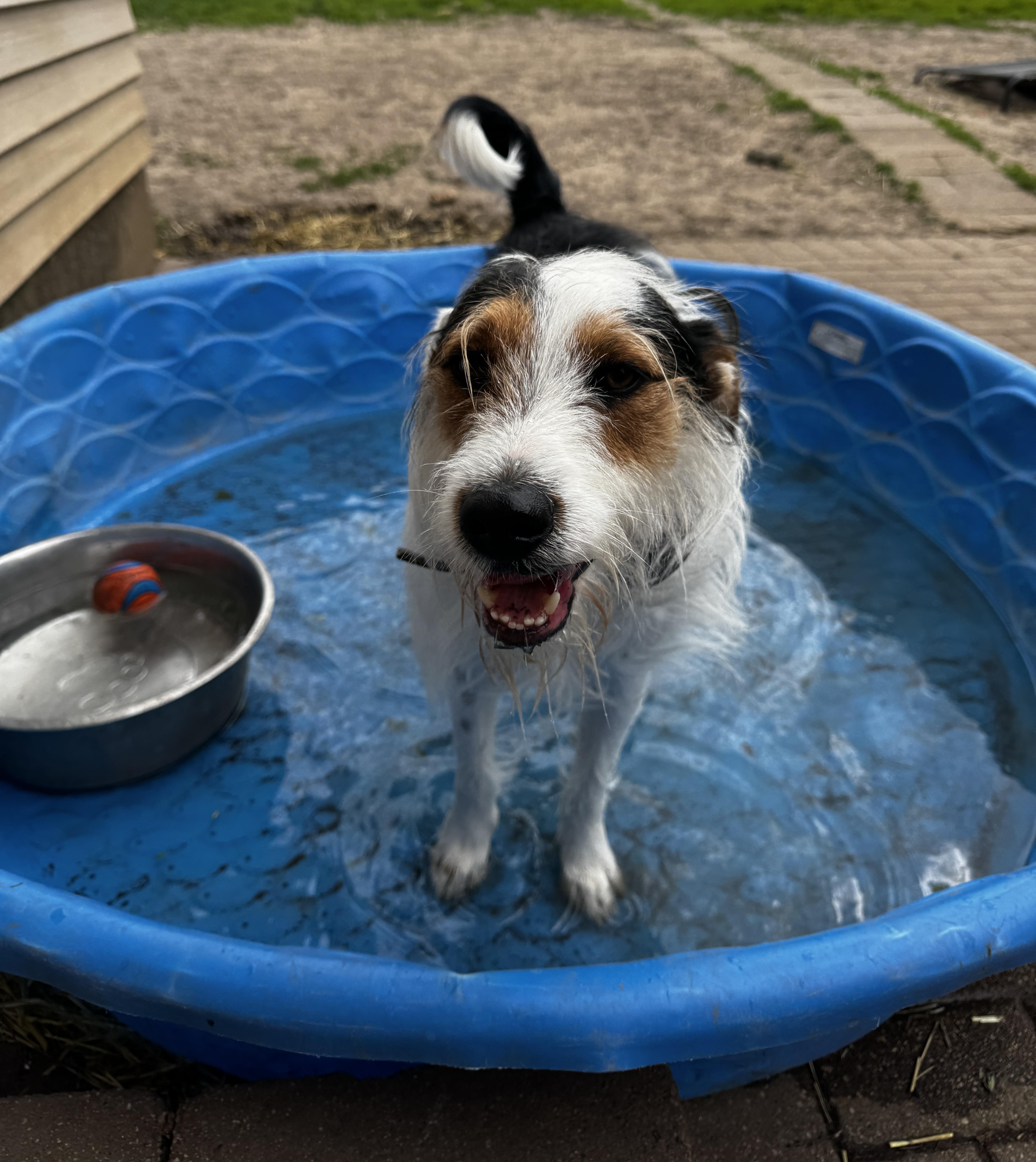 Enlarge Finn, a ADOPTABLE mixed breed in Kankakee, IL image 2/2