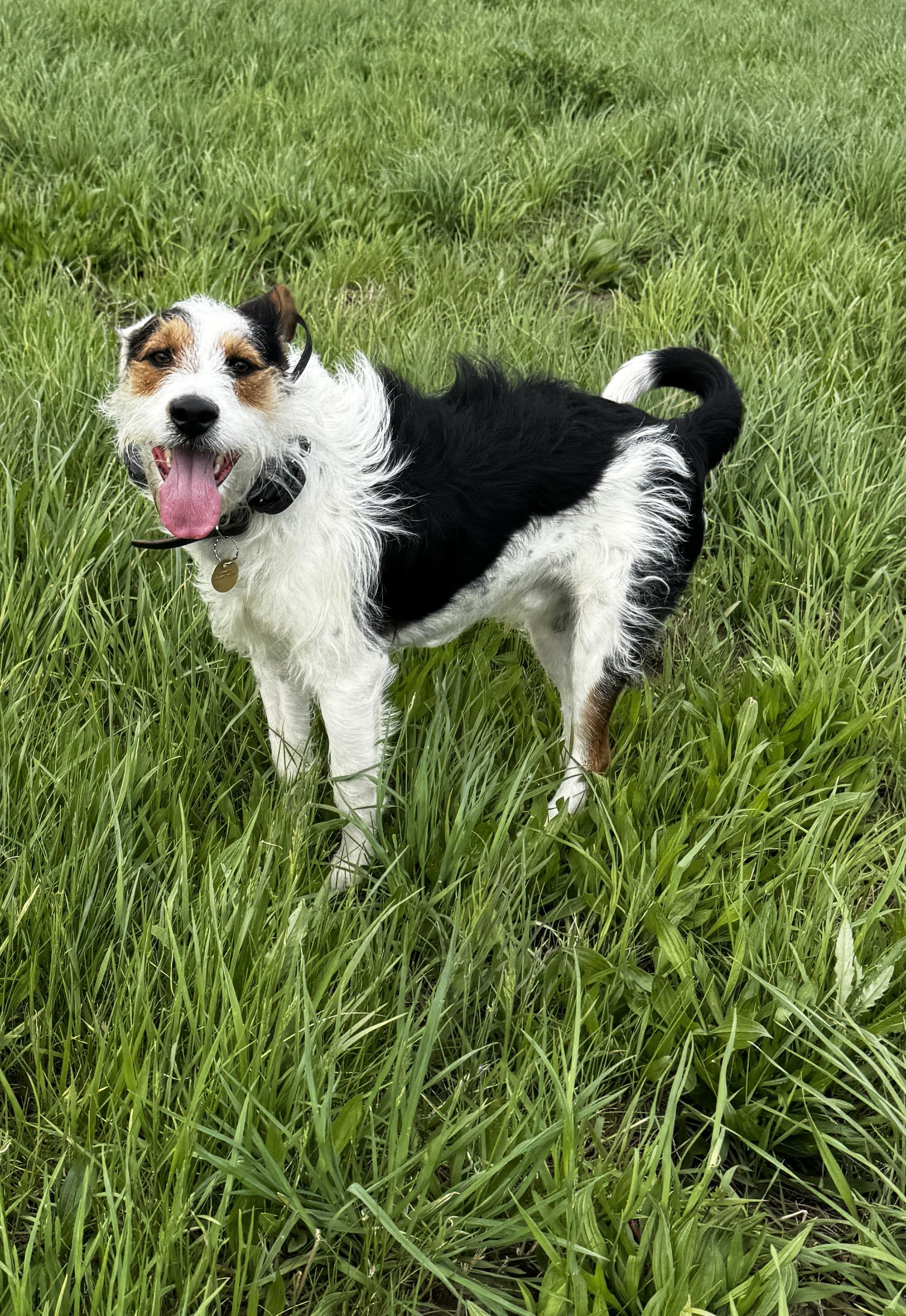 Enlarge Finn, a ADOPTABLE mixed breed in Kankakee, IL image 1/2