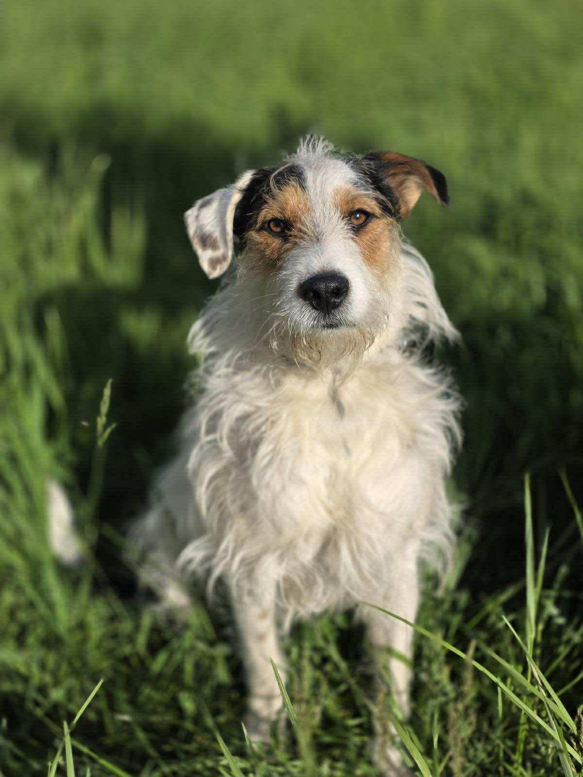 Finn, a ADOPTABLE mixed breed in Kankakee, IL image 2/5