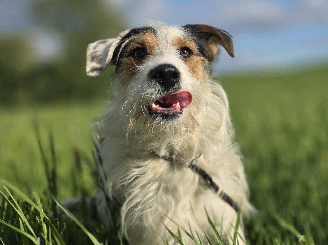 Finn, a ADOPTABLE mixed breed in Kankakee, IL image 4/5