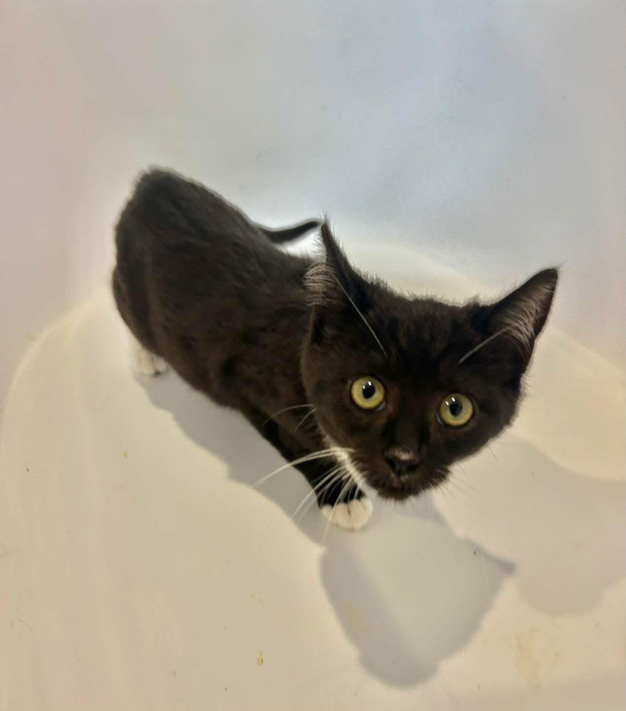 Enlarge Dexter, a Adopted Tuxedo in Vallejo, CA image 1/3