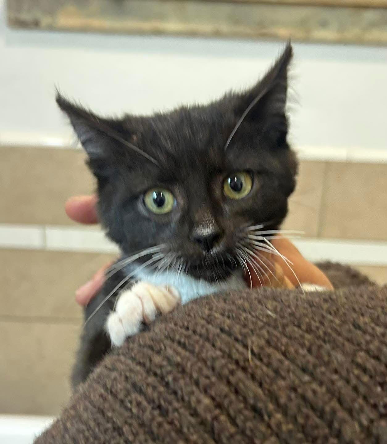 Enlarge Dexter, a Adopted Tuxedo in Vallejo, CA image 3/3