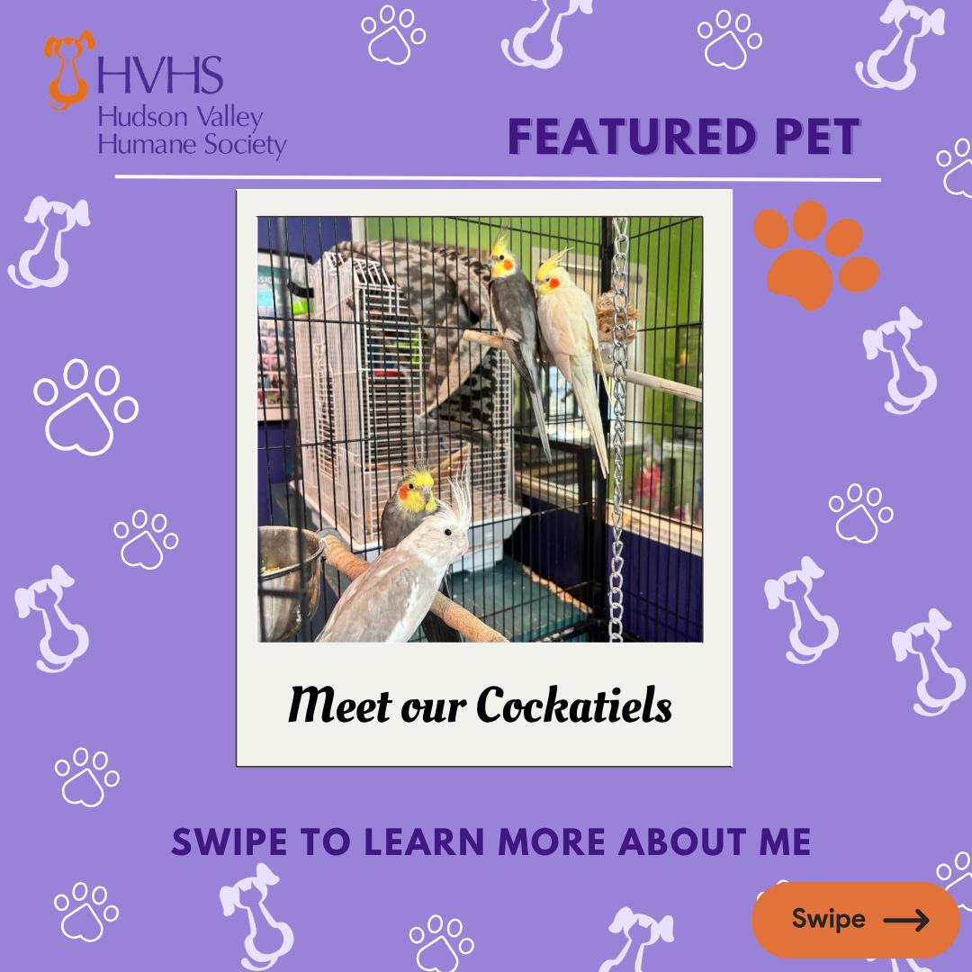 Four Cockatiels, Adoptable, Adult Unknown Cockatiel.
