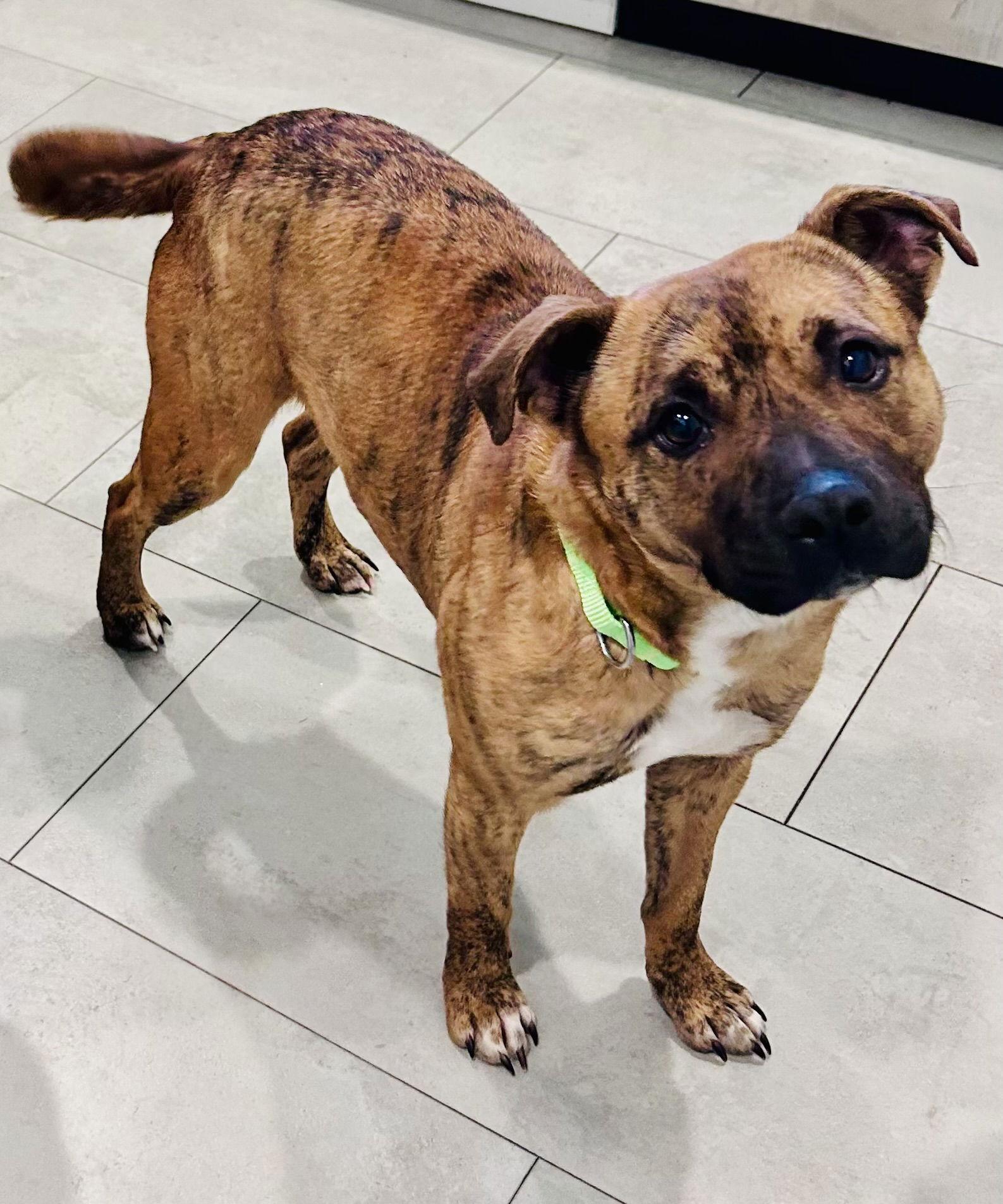 Enlarge HERMOINE, a Adoptable Mixed Breed in Sanford, NC image 1/2