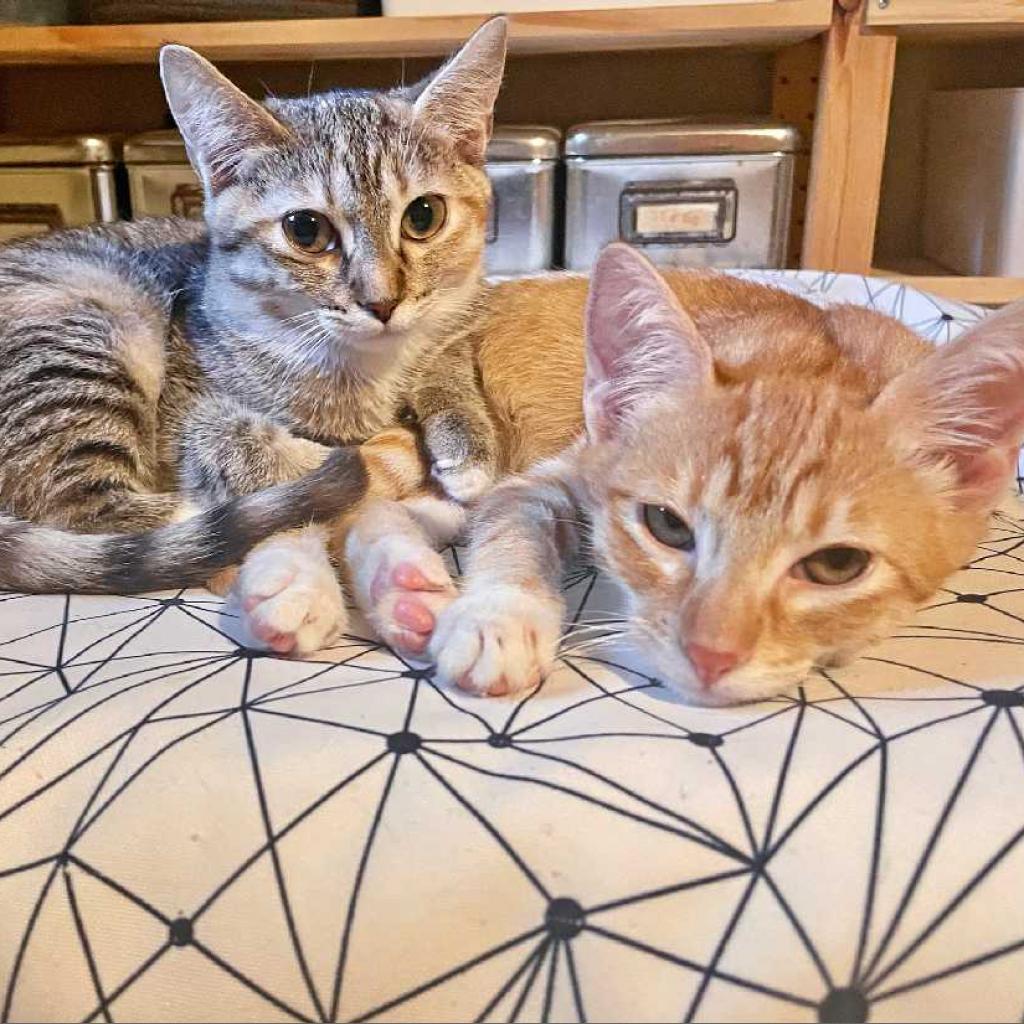 Enlarge Calamarata, a Adoptable Domestic Short Hair in Tampa, FL image 1/3