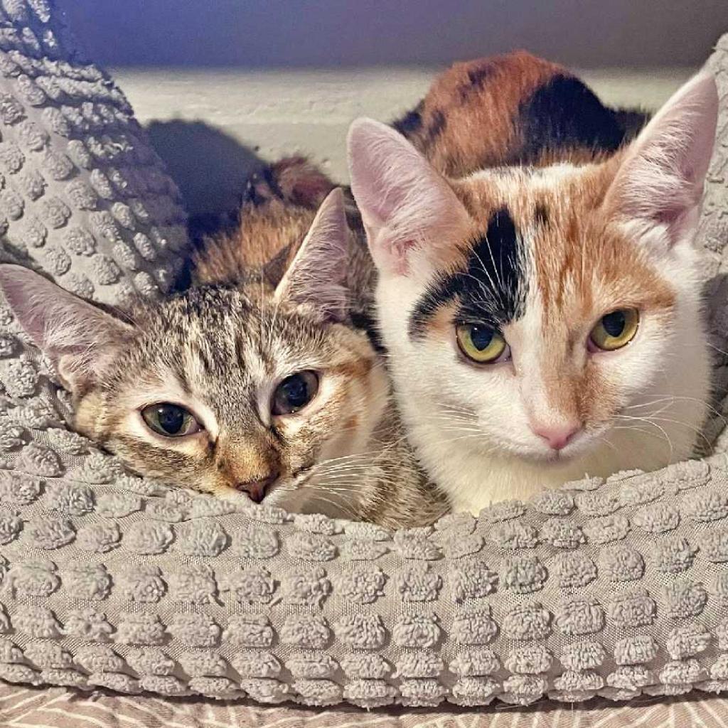 Enlarge Calamarata, a Adoptable Domestic Short Hair in Tampa, FL image 2/3