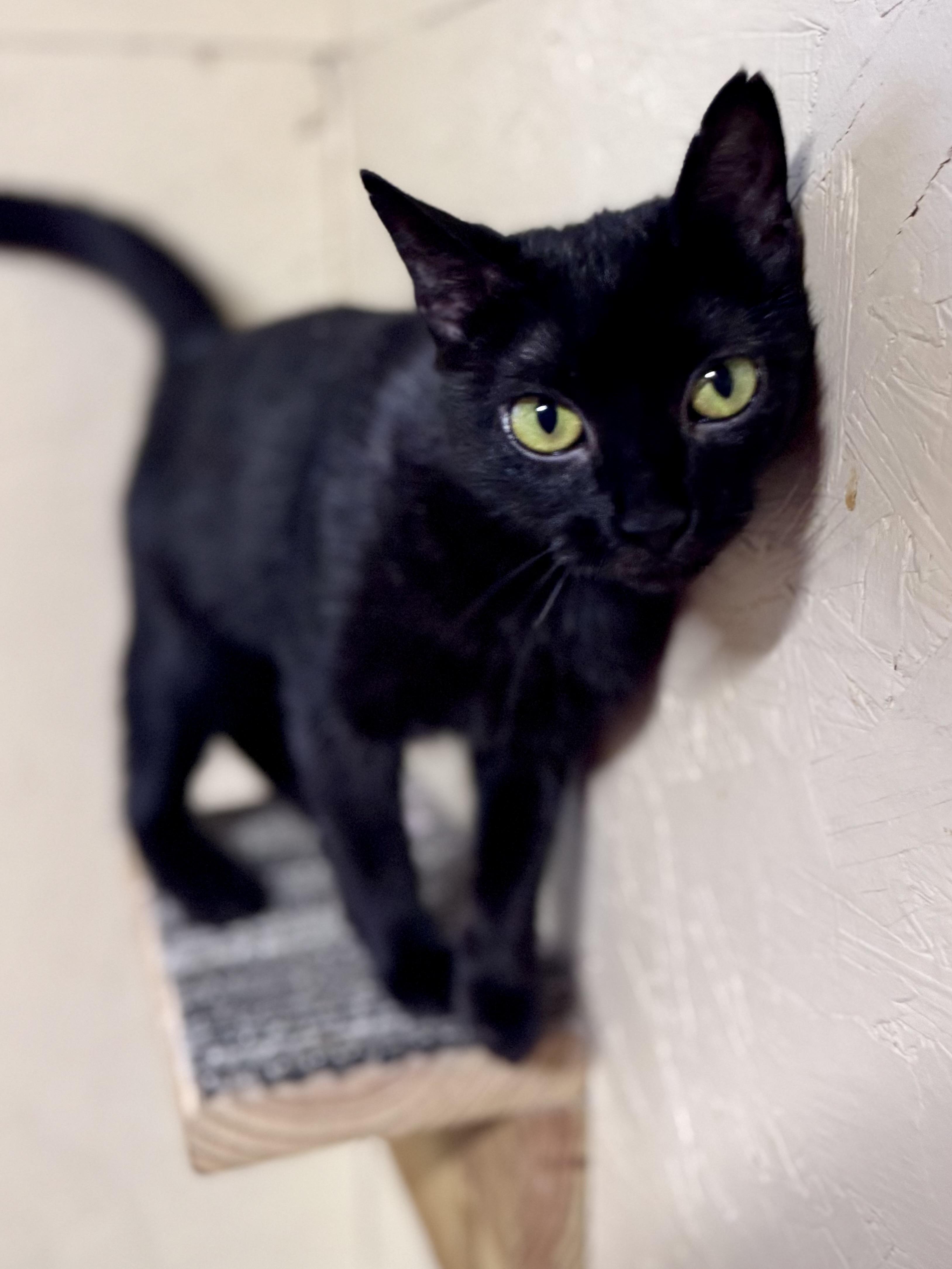 Meadow, a Adoptable American Shorthair in Rixeyville, VA image 2/5