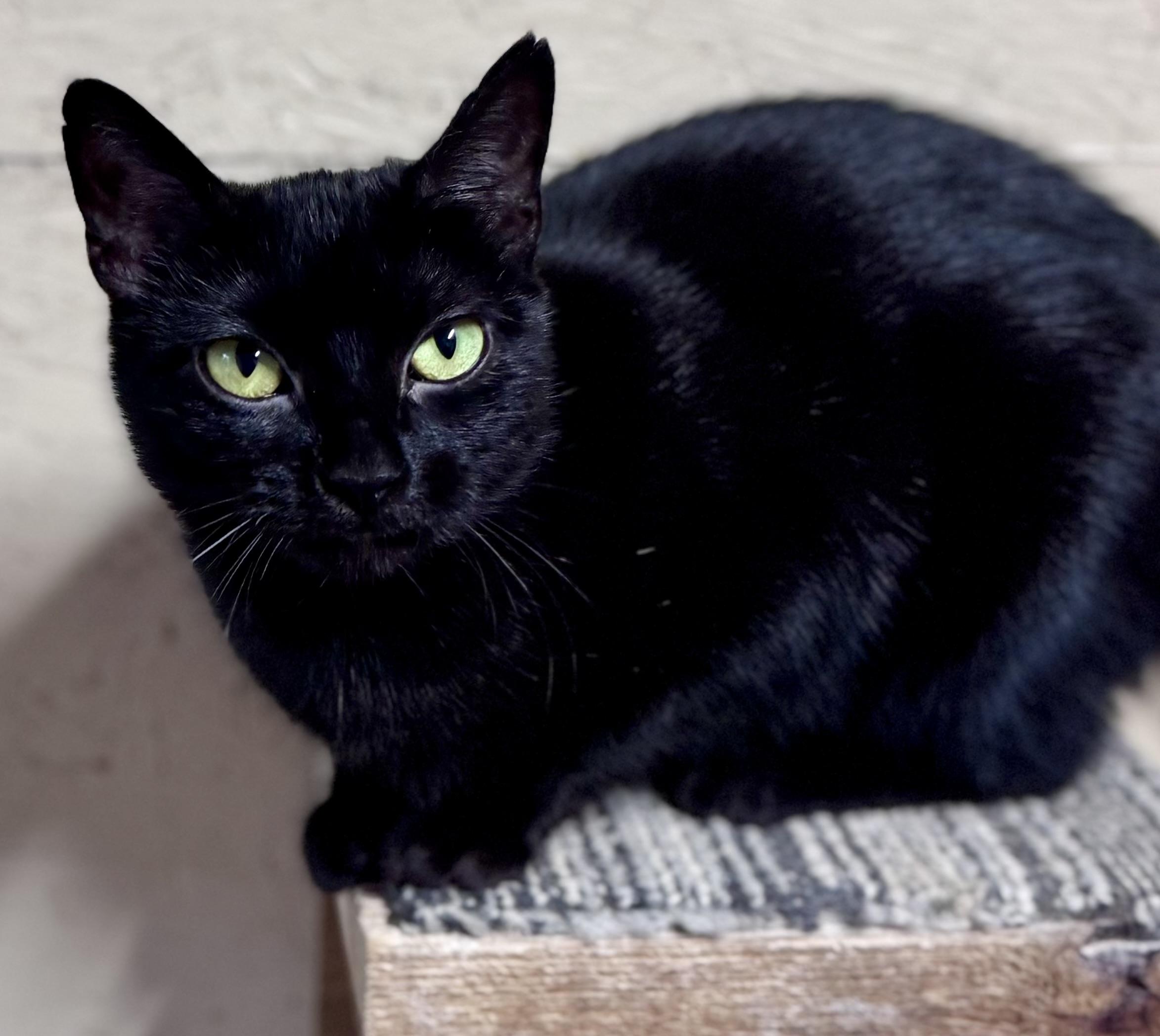 Meadow, a Adoptable American Shorthair in Rixeyville, VA image 3/5