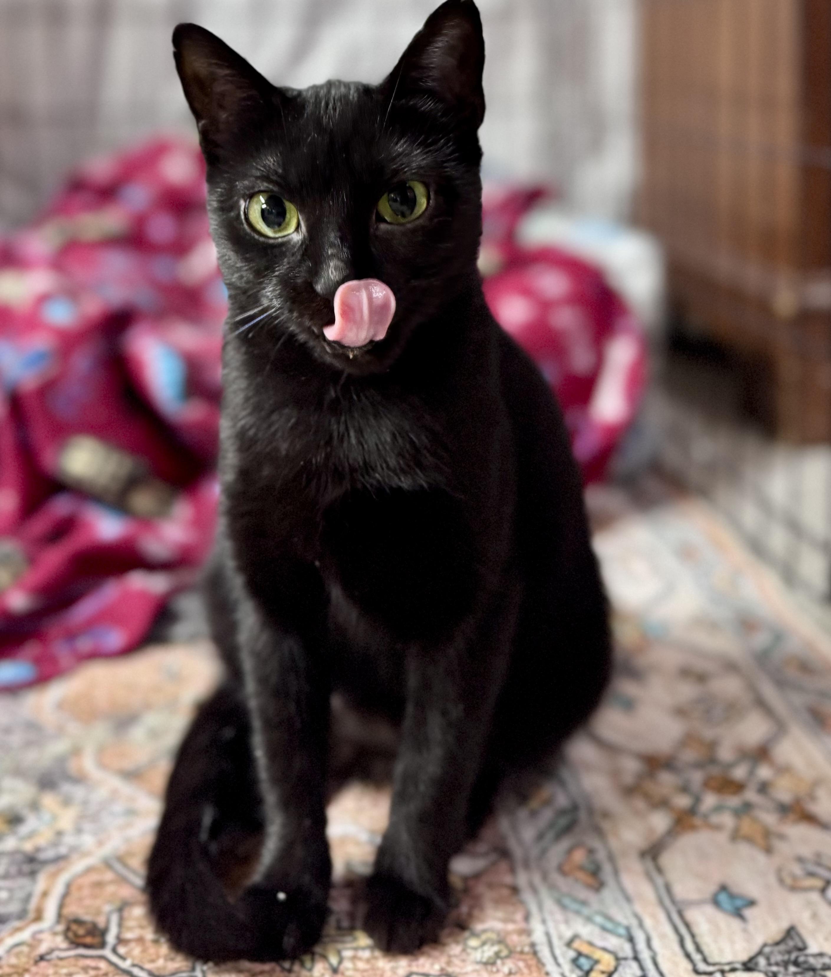 Meadow, a Adoptable American Shorthair in Rixeyville, VA image 4/5