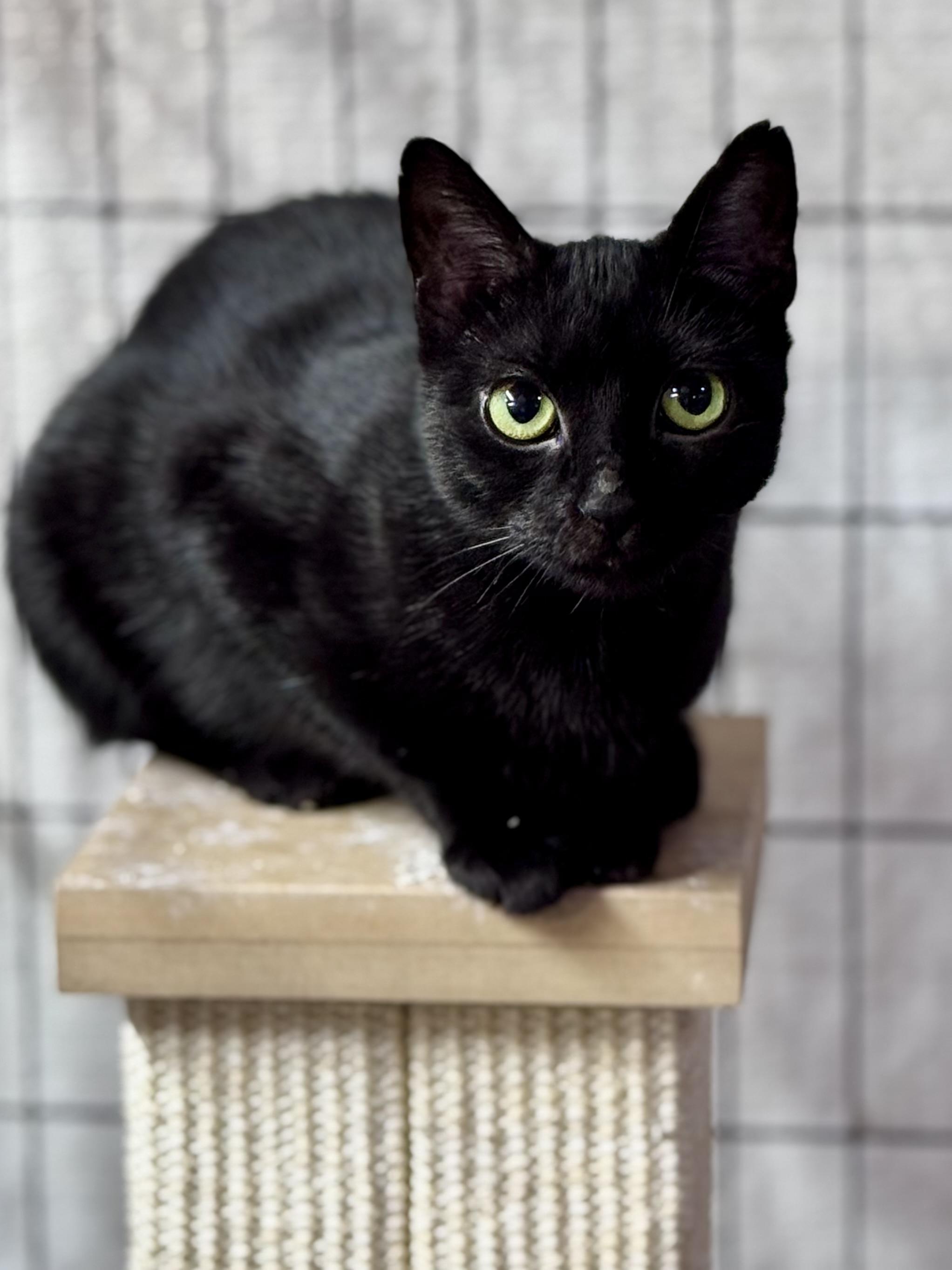 Meadow, a Adoptable American Shorthair in Rixeyville, VA image 5/5