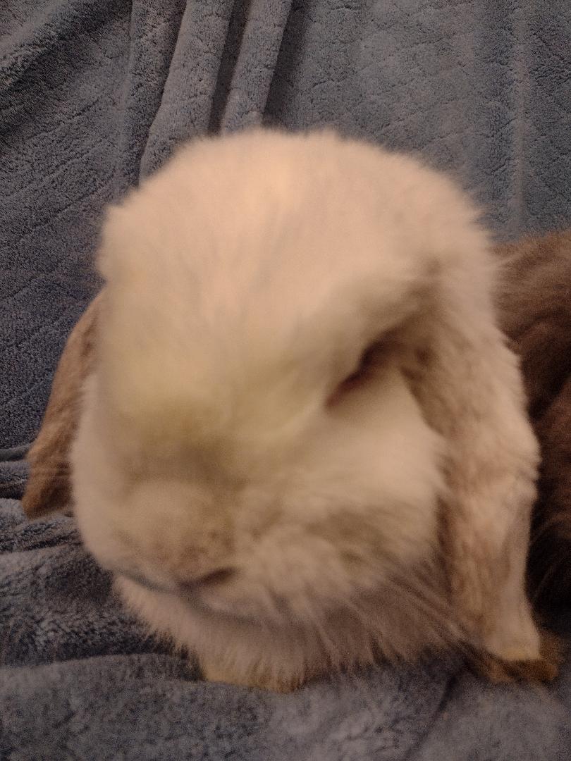 Leon and Noel, an adopted Holland Lop in Plymouth, MI image 3/5