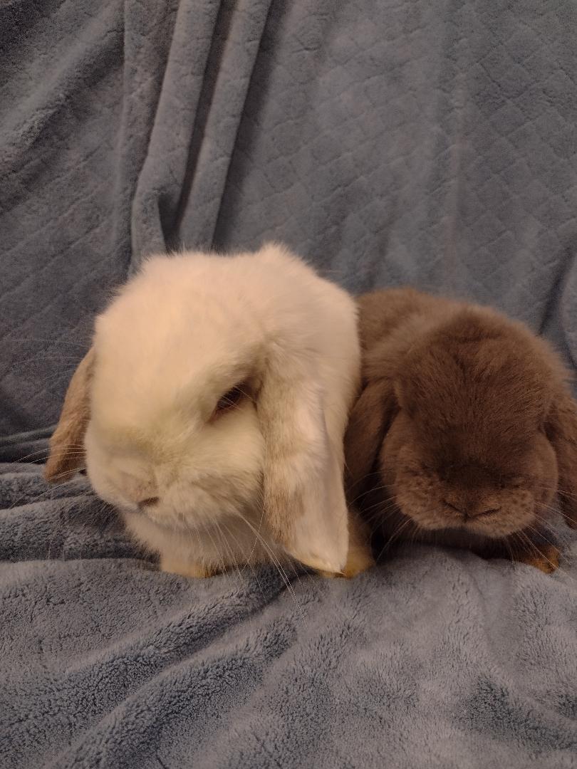 Leon and Noel, an adopted Holland Lop in Plymouth, MI image 5/5