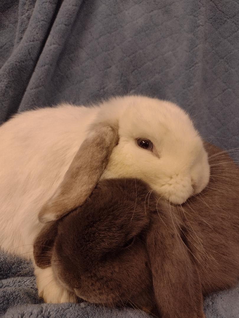 Leon and Noel, adopted, Young Male Holland Lop.