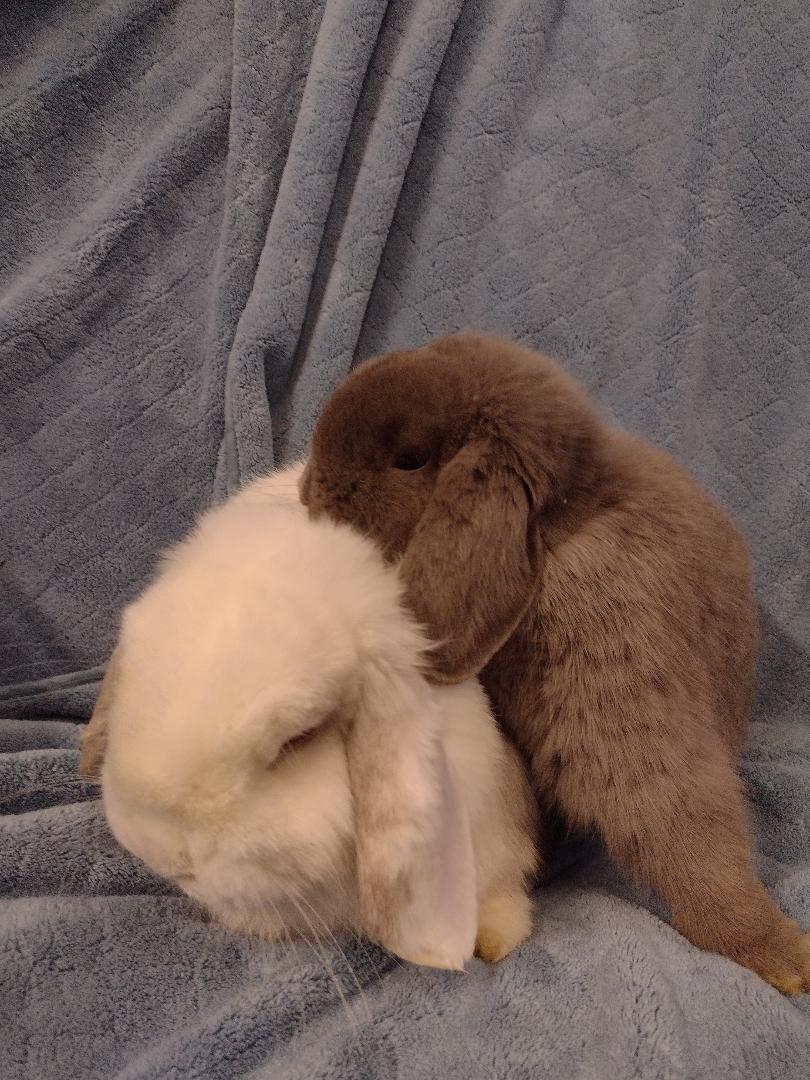 Leon and Noel, an adopted Holland Lop in Plymouth, MI image 2/5