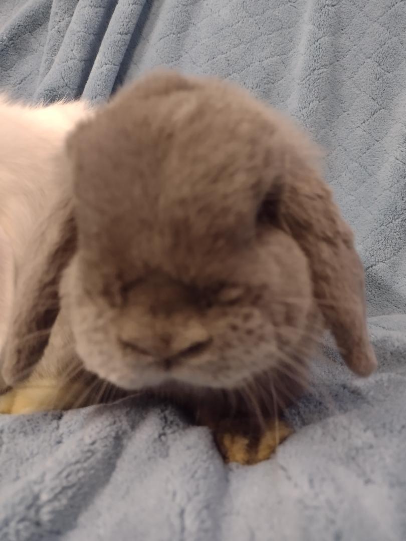 Leon and Noel, an adopted Holland Lop in Plymouth, MI image 4/5