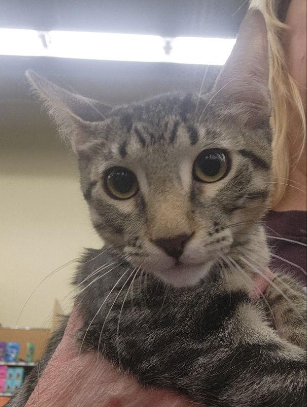 Chambray, a Adoptable Domestic Short Hair in Pineville, LA image 1/6